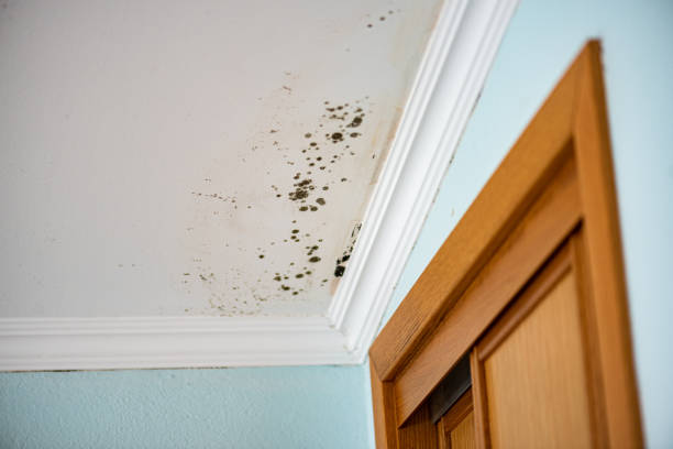 Best Mold Testing  in Heath, TX