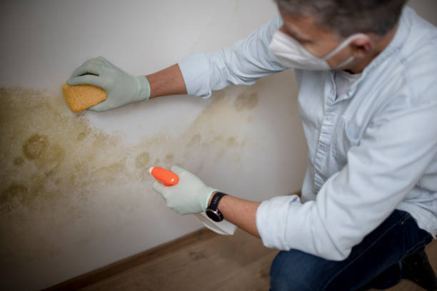 Best Toxic Mold Removal  in Heath, TX