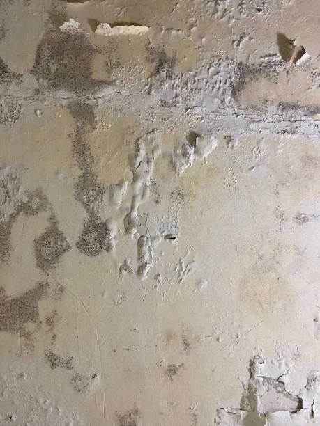 Attic Mold Removal in Heath, TX