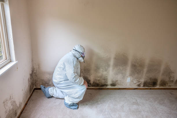 Best Local Mold Removal Service  in Heath, TX