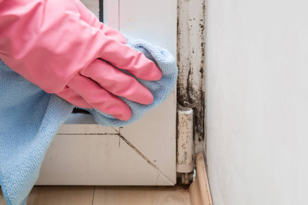 Best Mold Removal Process  in Heath, TX
