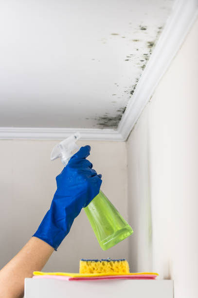 Best Local Mold Removal Service  in Heath, TX